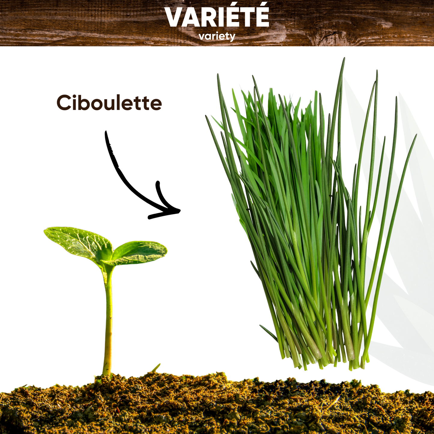 Graines de Ciboulette Commune