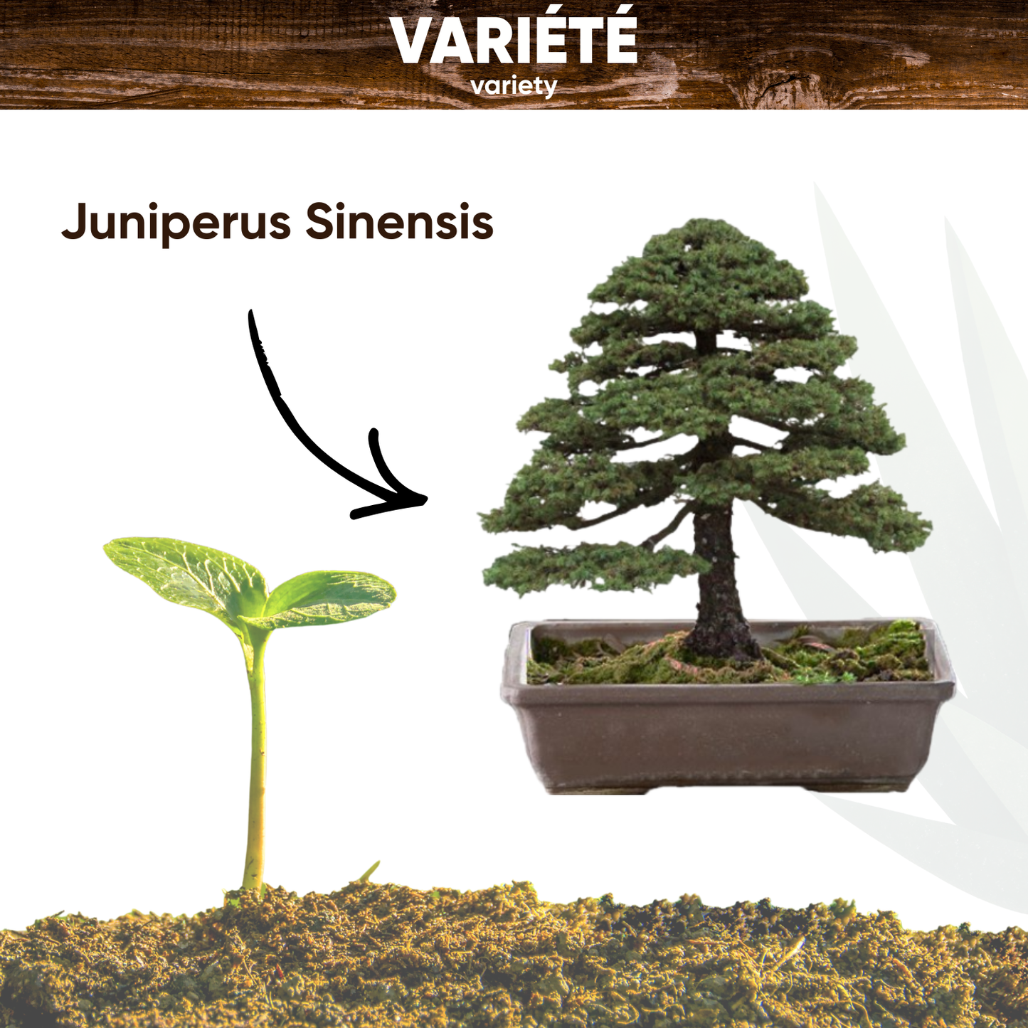 Graines de Genévrier de Chine