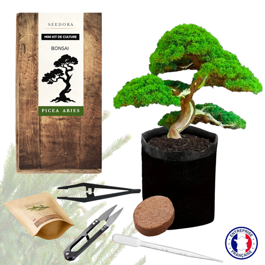 Mini Kit Bonsaï Épicéa