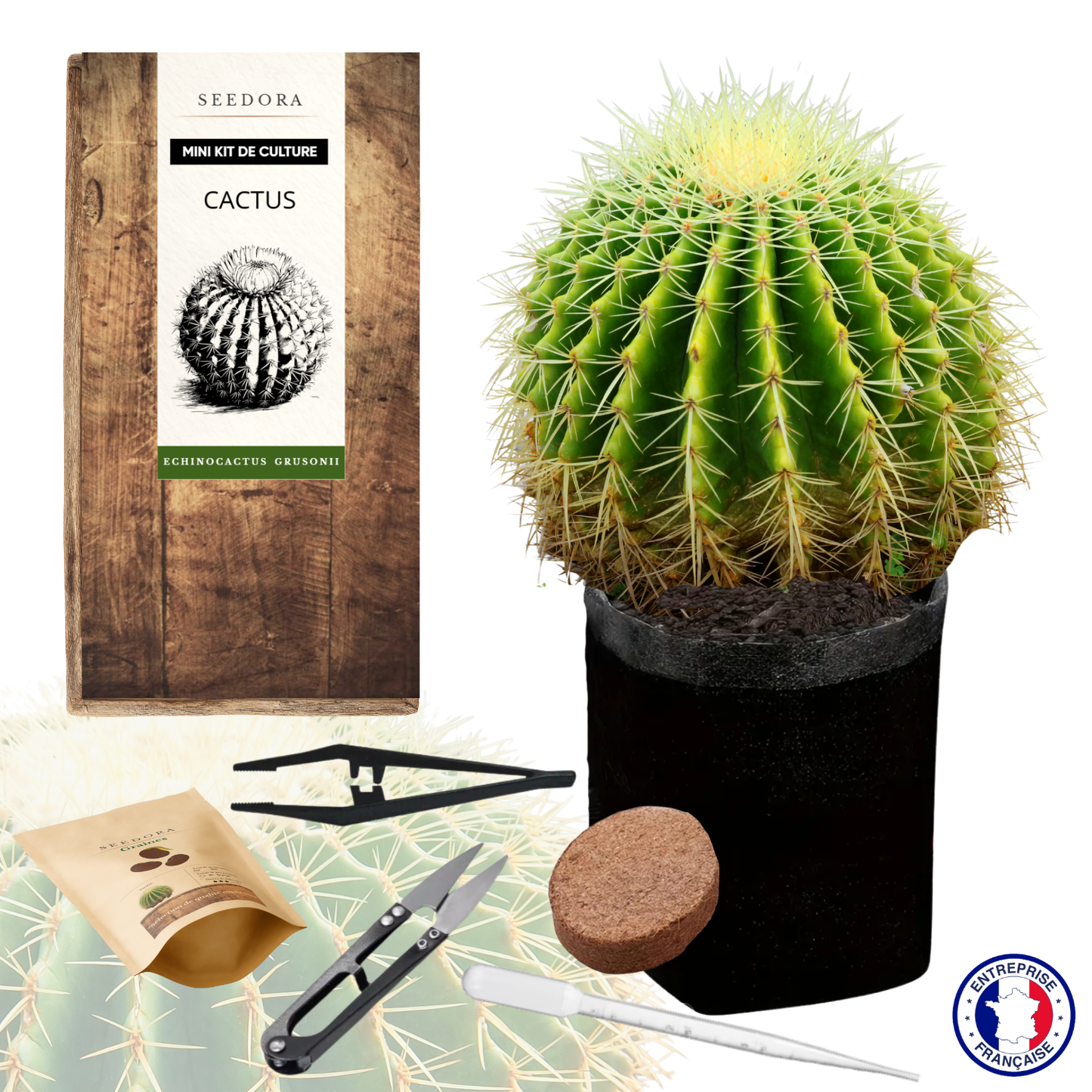 Mini Kit Cactus Echinocactus Grusonii