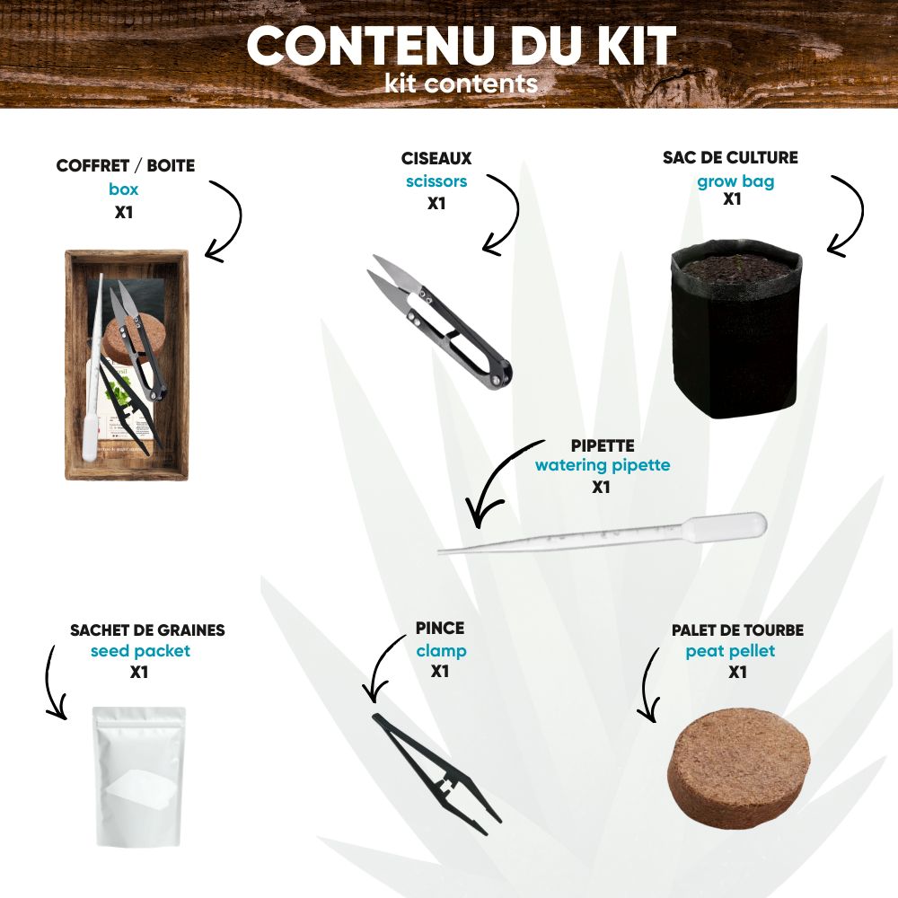 Mini Kit Bonsaï Glycine (Wistéria) — Kit Complet de Culture | Seedora